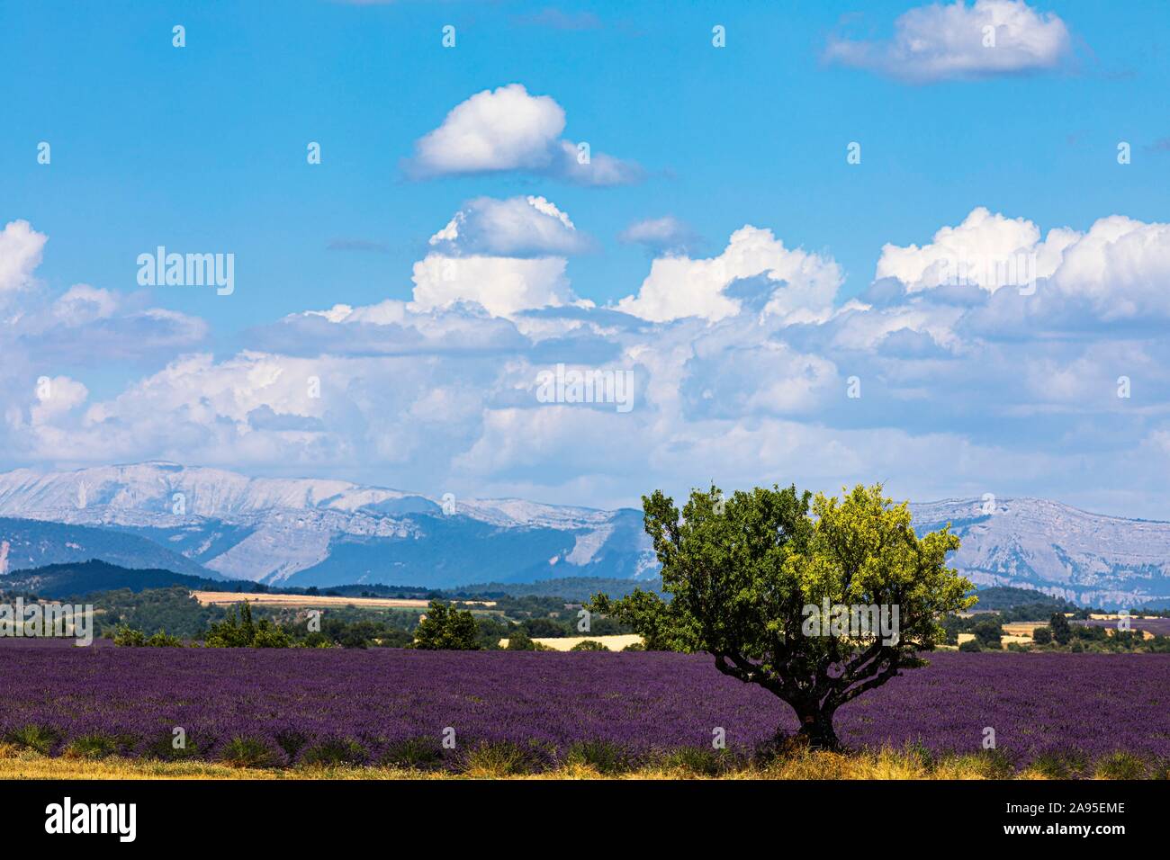 Lavender field and sunflower field, Plateau de Valensole, Valensole, Provence, Haute-Provence, Southern France, France Stock Photo