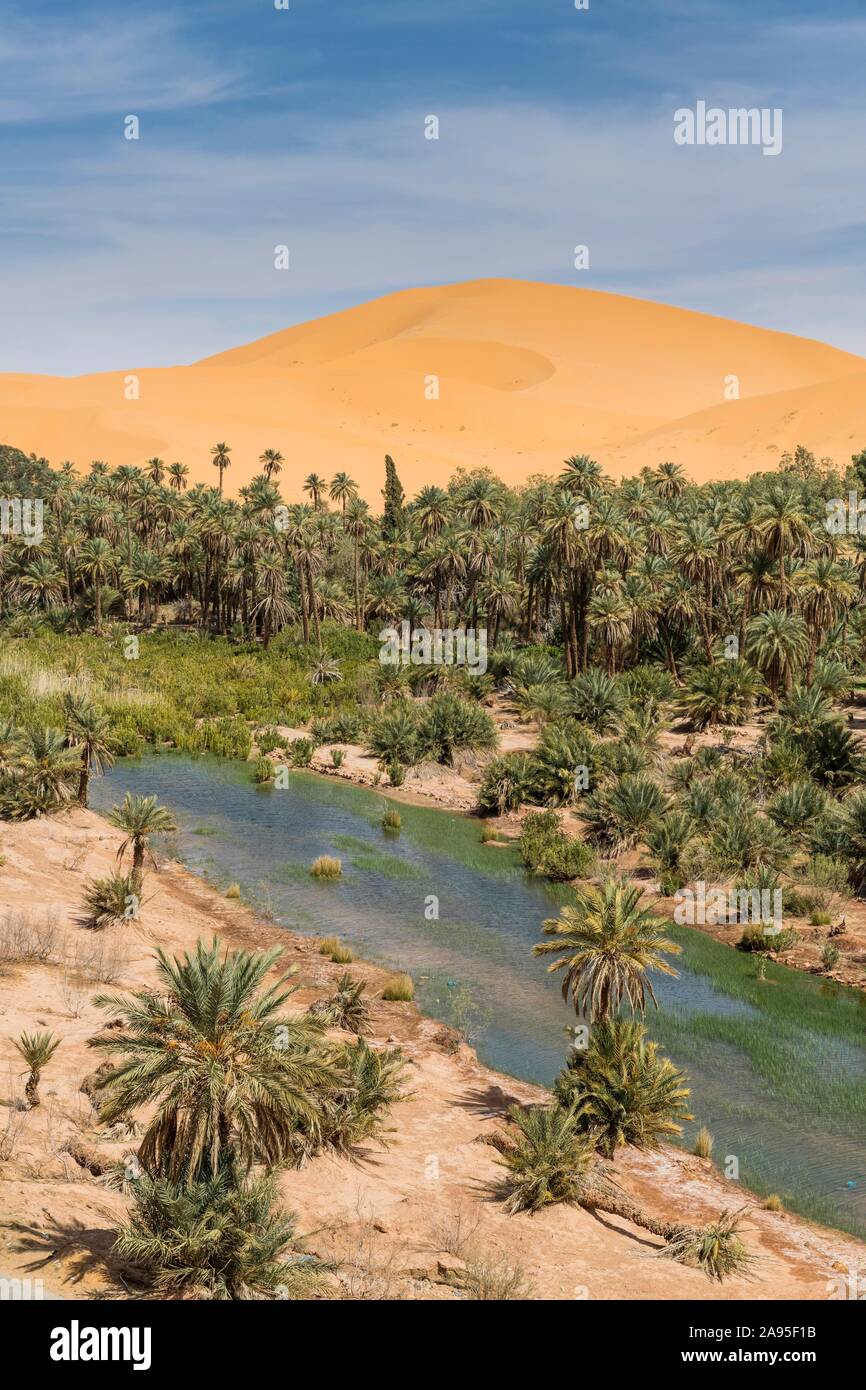 Palms in the oasis, Taghit, western Algeria, Algeria Stock Photo