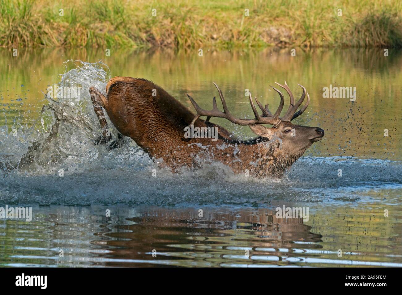 Red deer (Cervus elaphus), stag, rut, running in the pond, Germany Stock Photo