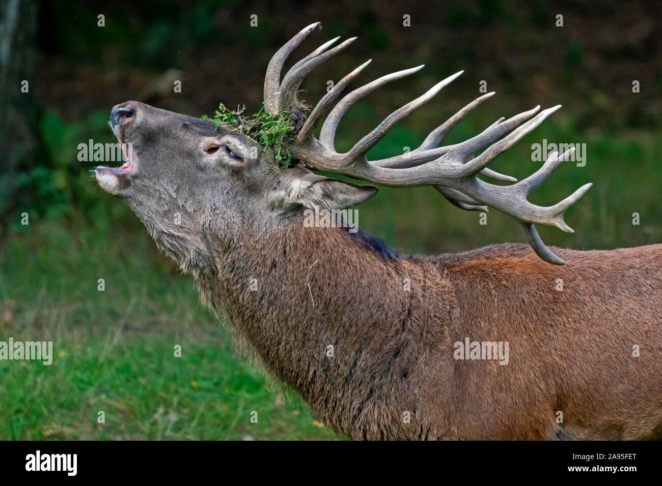 Deer rutting hi-res stock photography and images - Alamy
