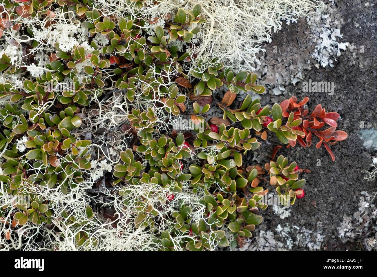 Detailed view of the autumnal soil of a mountain landscape, Rondane National Park, Norway Stock Photo