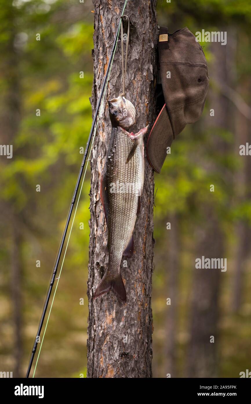 Fly rod, grayling and cap on a tree, Harjedalen, Sweden Stock Photo