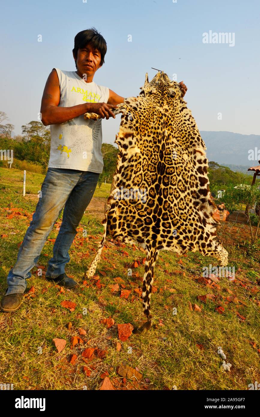 Amerindian farmer showing the skin of a jaguar (Panthera onca) which he killed, Bolivia Stock Photo