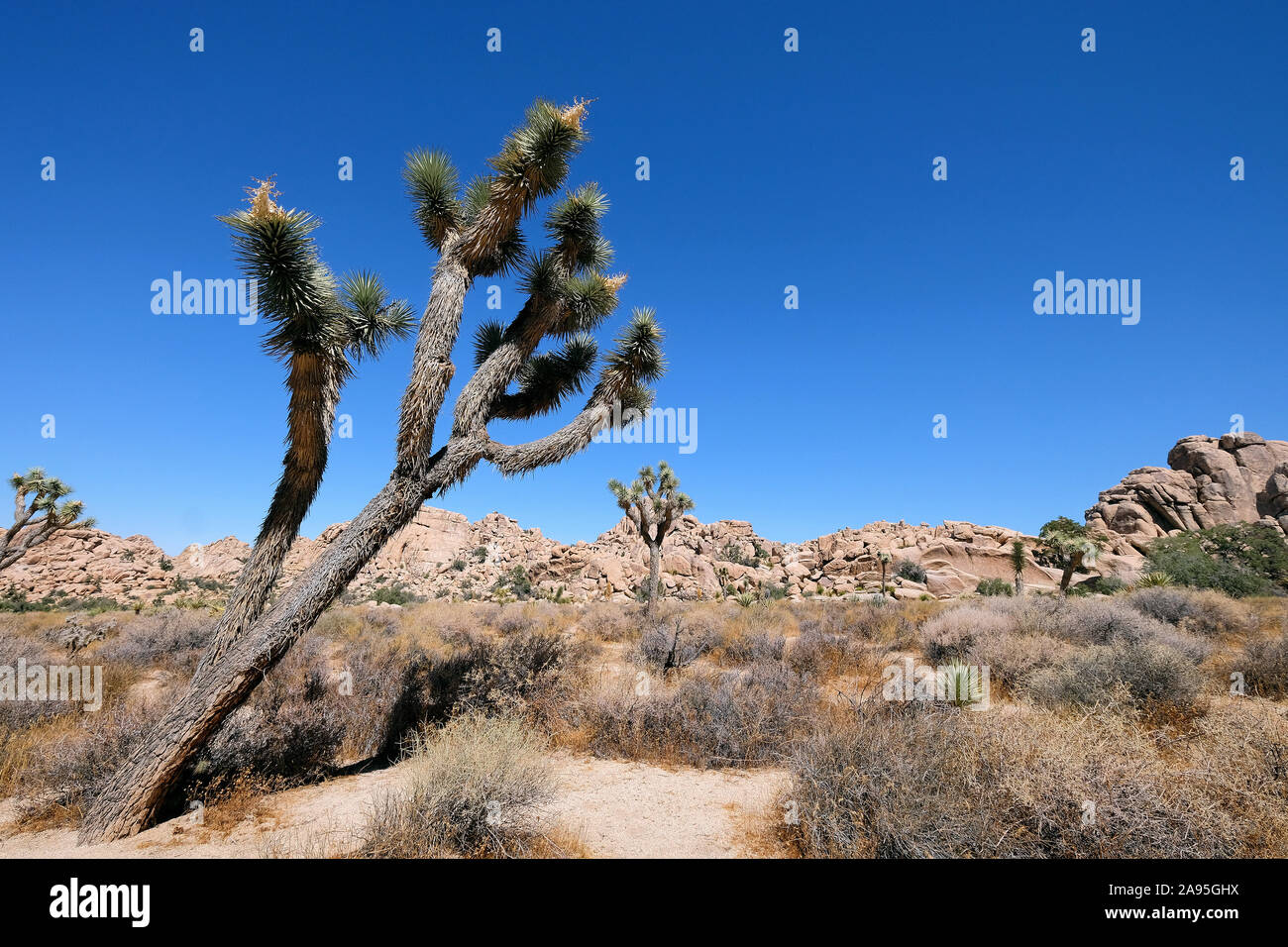 Joshua Tree National Park, California, USA Stock Photo