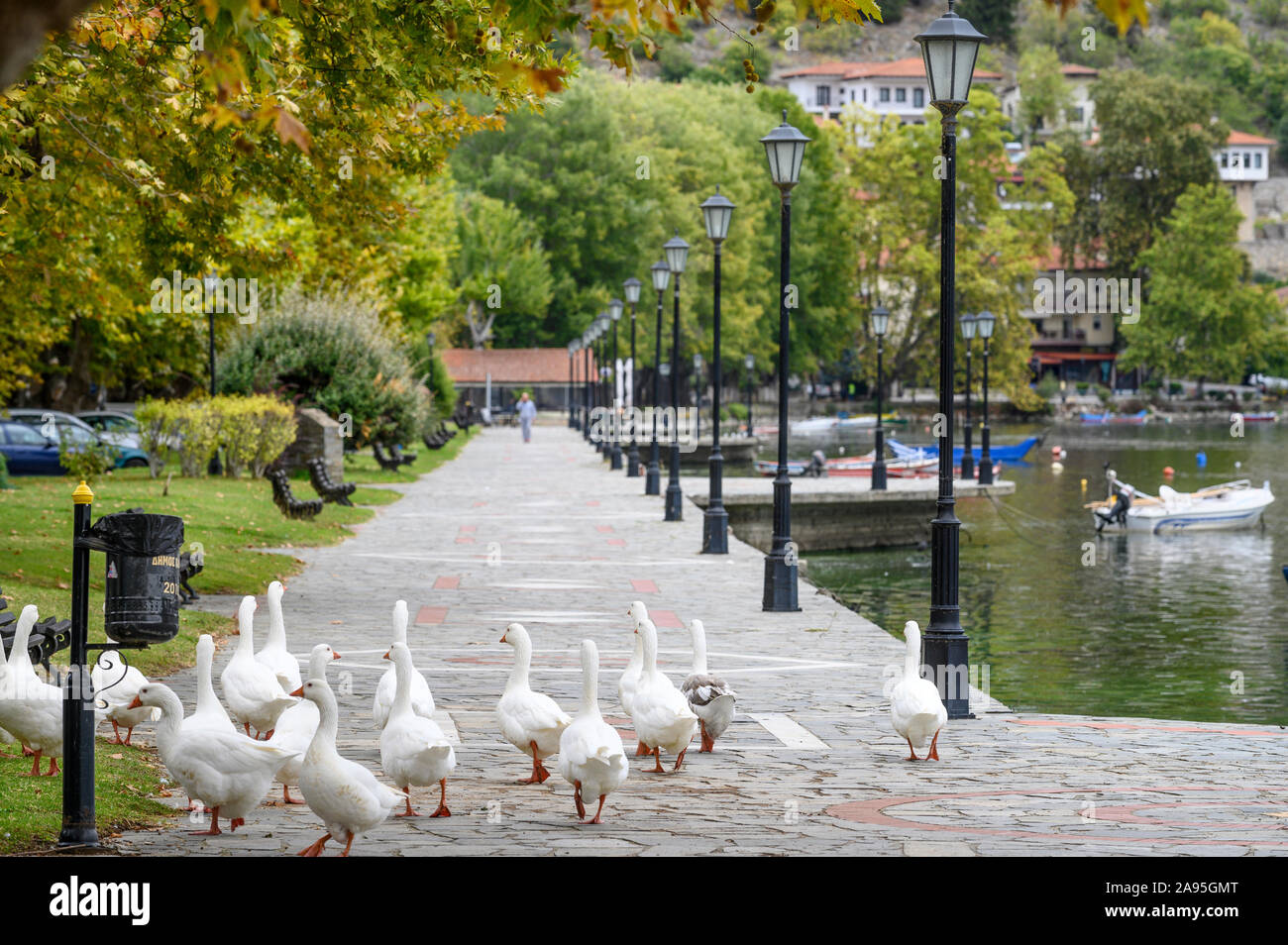 Emden geese grazing on the promenade at Lake Orestiada at Kastoria. Macedonia, Northern Greece. Stock Photo