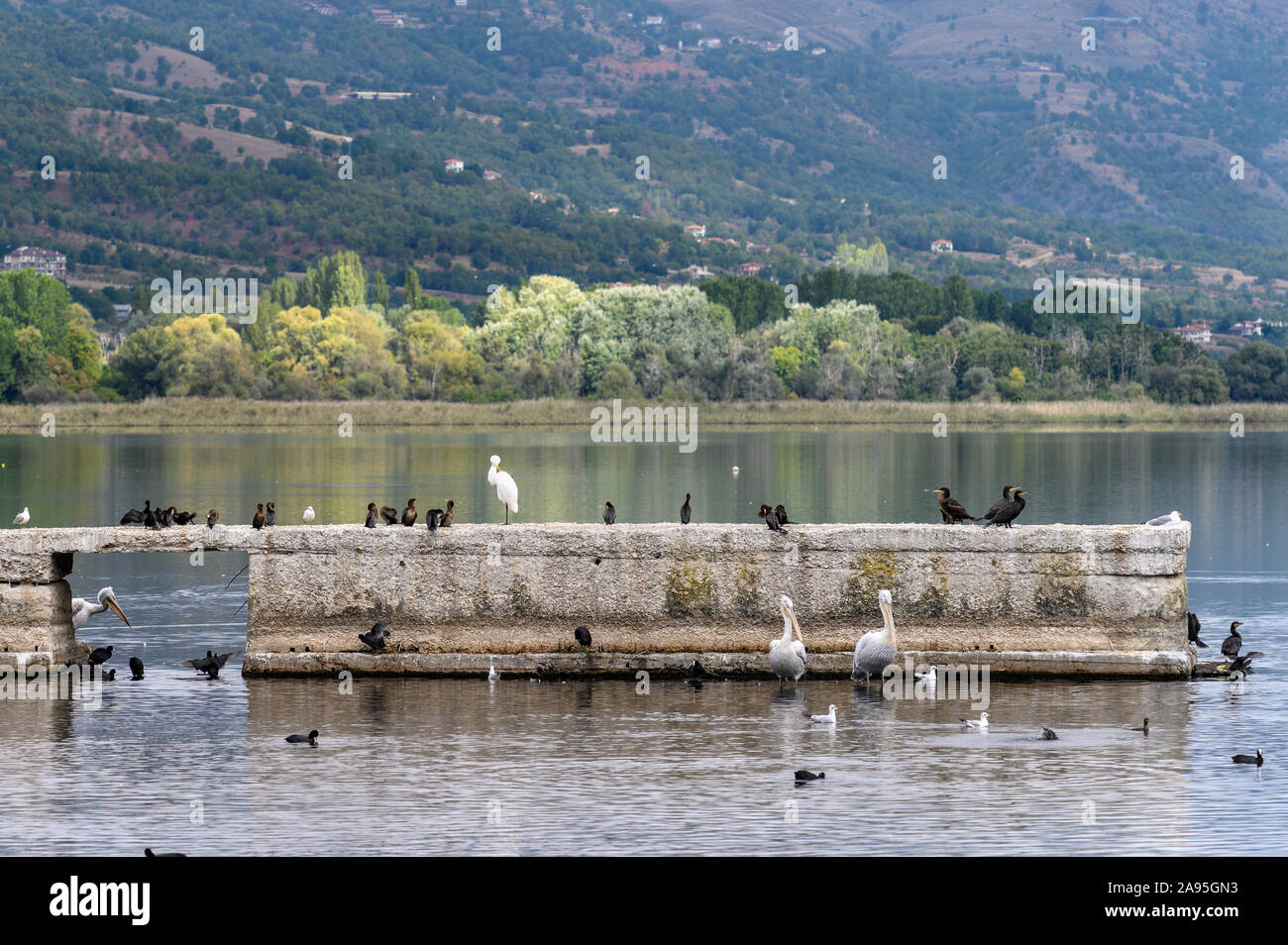 A variety of water birds, including Dalmatian pelicans, egrets and cormorants, resting on a pontoon at Lake Orestiada at Kastoria. Macedonia, Northern Stock Photo