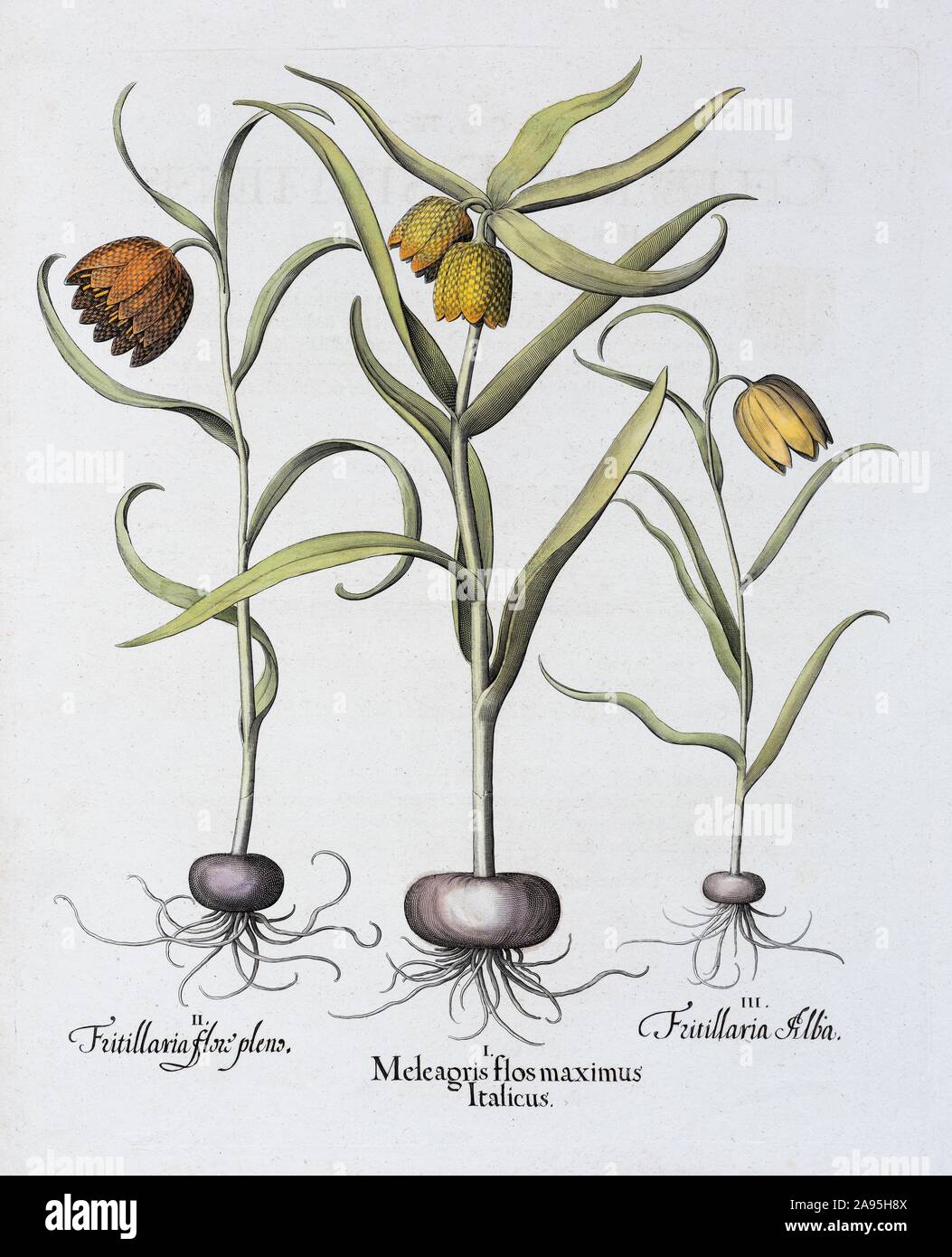 Snake's Head Fritillary (Fritillaria meleagris), hand coloured copper engraving by Basilius Besler, from Hortus Eystettensis, 1613, Germany Stock Photo
