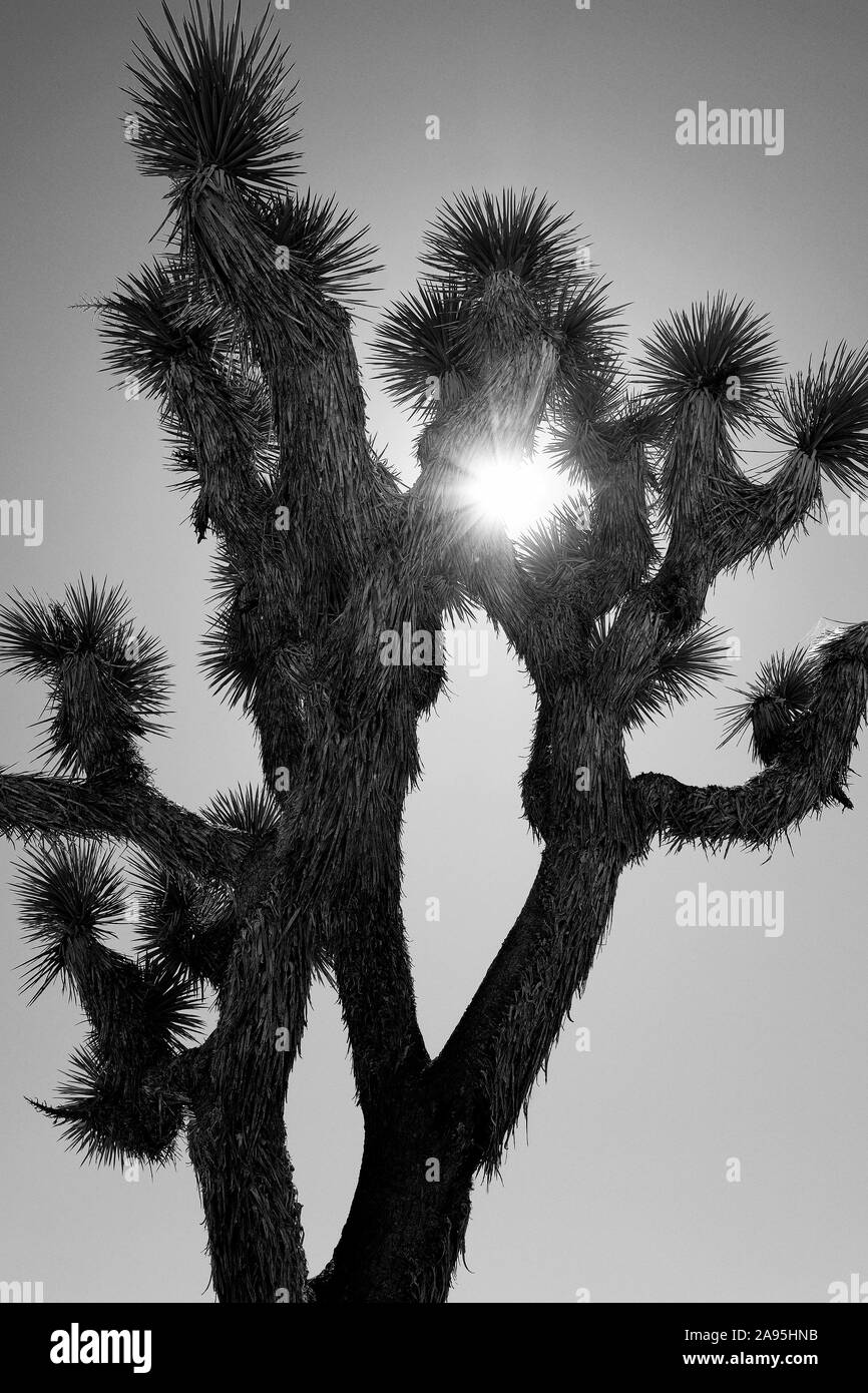 Joshua Tree National Park, California, USA Stock Photo