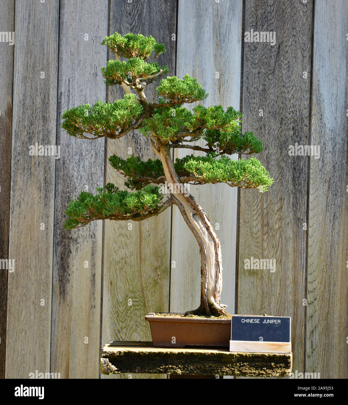 Chinese Juniper Bonsai treein Los Angeles Stock Photo - Alamy