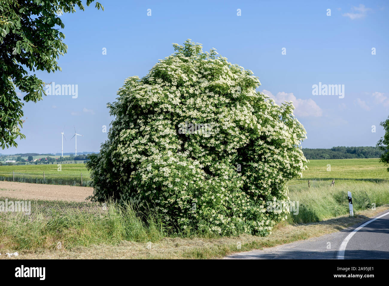Holunder blute hi-res stock photography and images - Alamy
