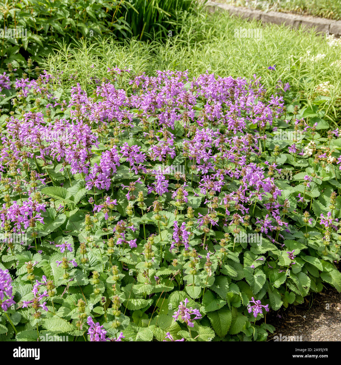 Großblütiger Ziest (Stachys grandiflora 'Superba') Stock Photo