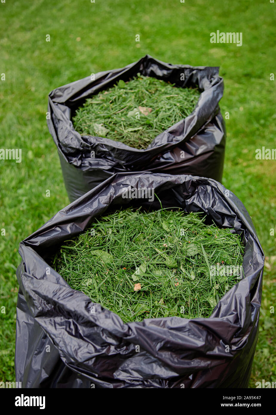 Mowing a household garden lawn with black bag of grass clippings. Grass  cuttings in a black plastic bag on a newly trimmed lawn Stock Photo - Alamy