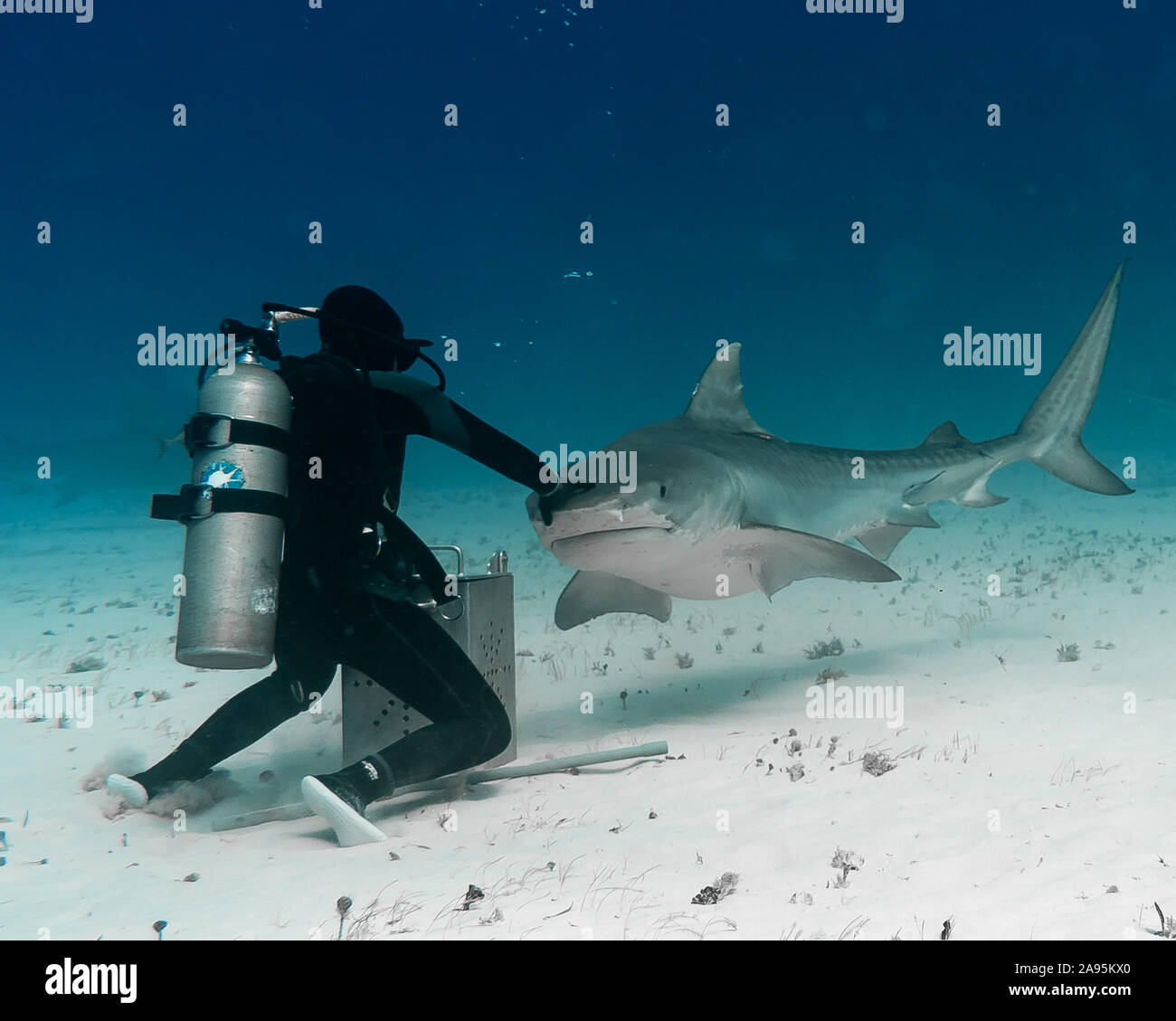 BAHAMAS: Easy! Roberta pushes the shark away as it explores the nearby bait box. INCREDIBLE photos show a courageous shark feeder getting up close and Stock Photo