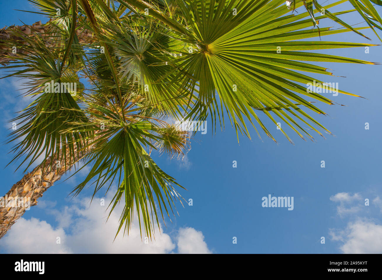 Beach with palm trees leaves and beautiful blue sky Stock Photo