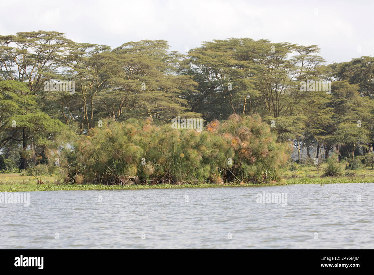 Papyrus,  Cyperus papyrus, and riparian Acacia woodland, Lake Naivasha, Kenya Stock Photo