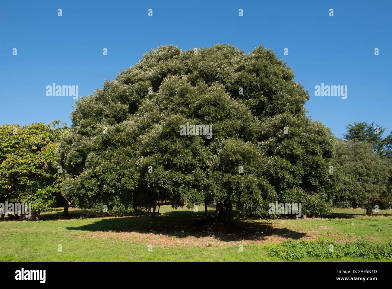 Holly Oak