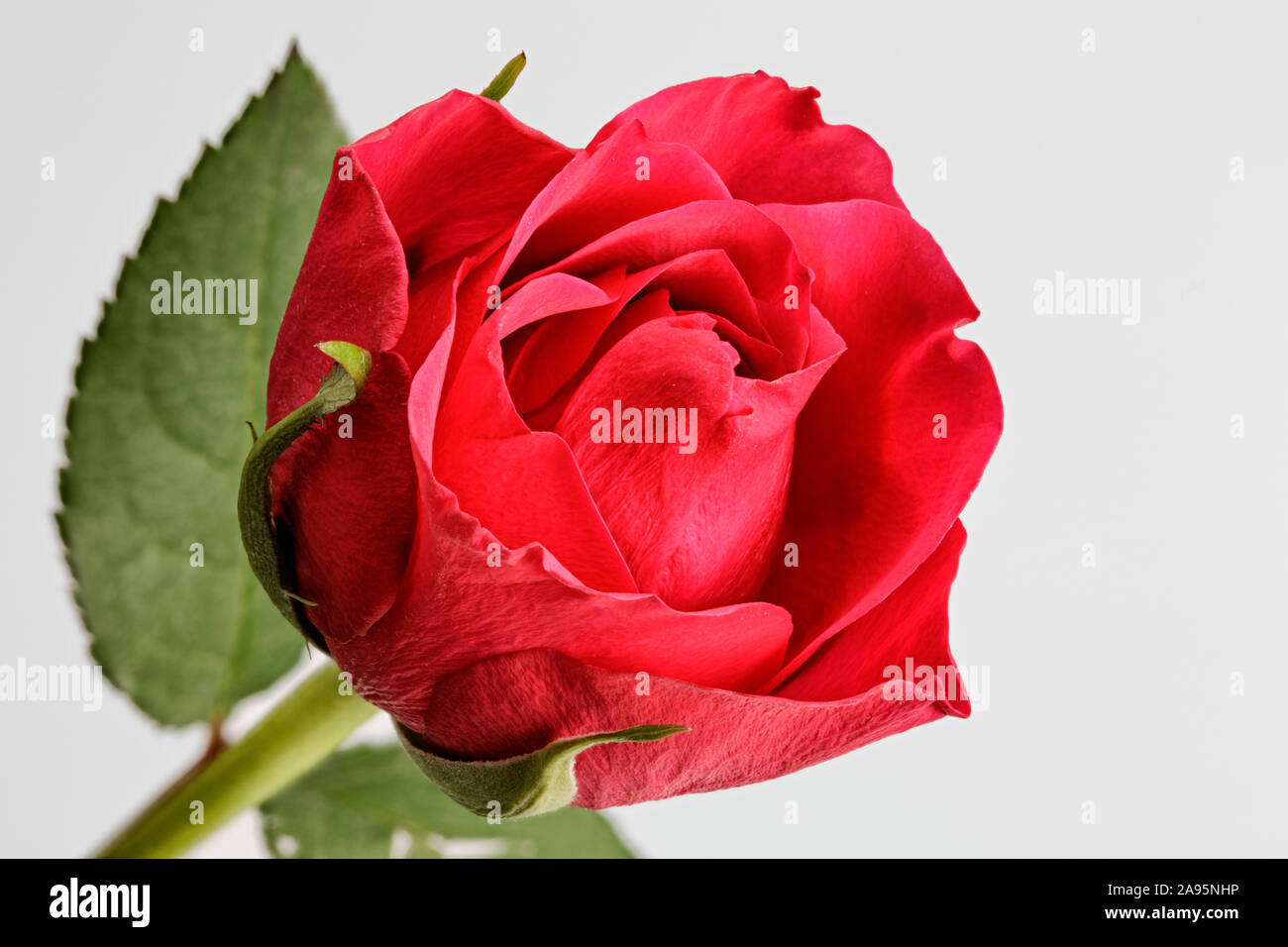 Close up of red rose isolated against a plain white background Stock ...