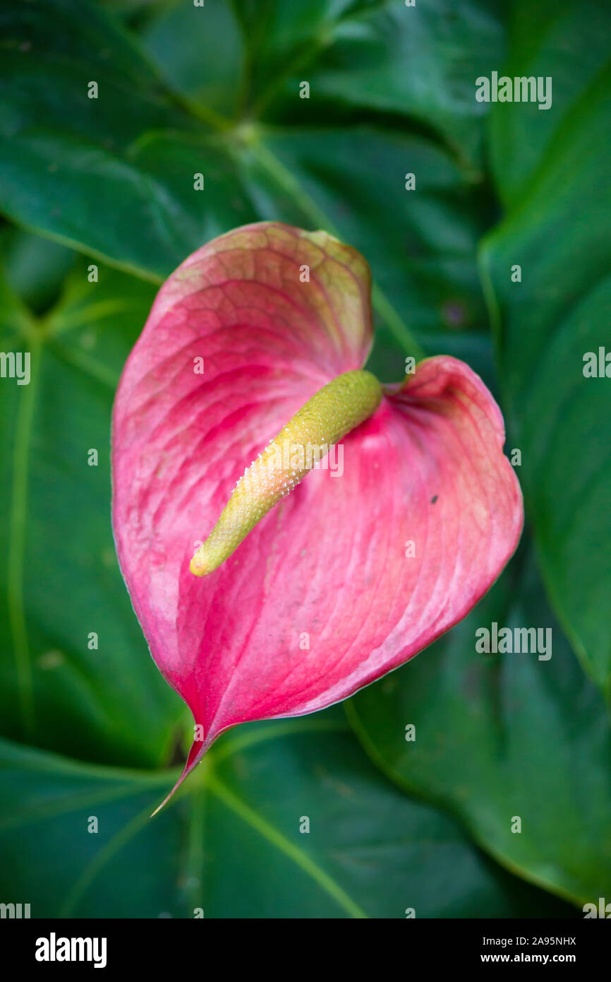 close up pink anthurium flower also called tail flower, flamingo flower or laceleaf the center of focus with green leaves background Stock Photo