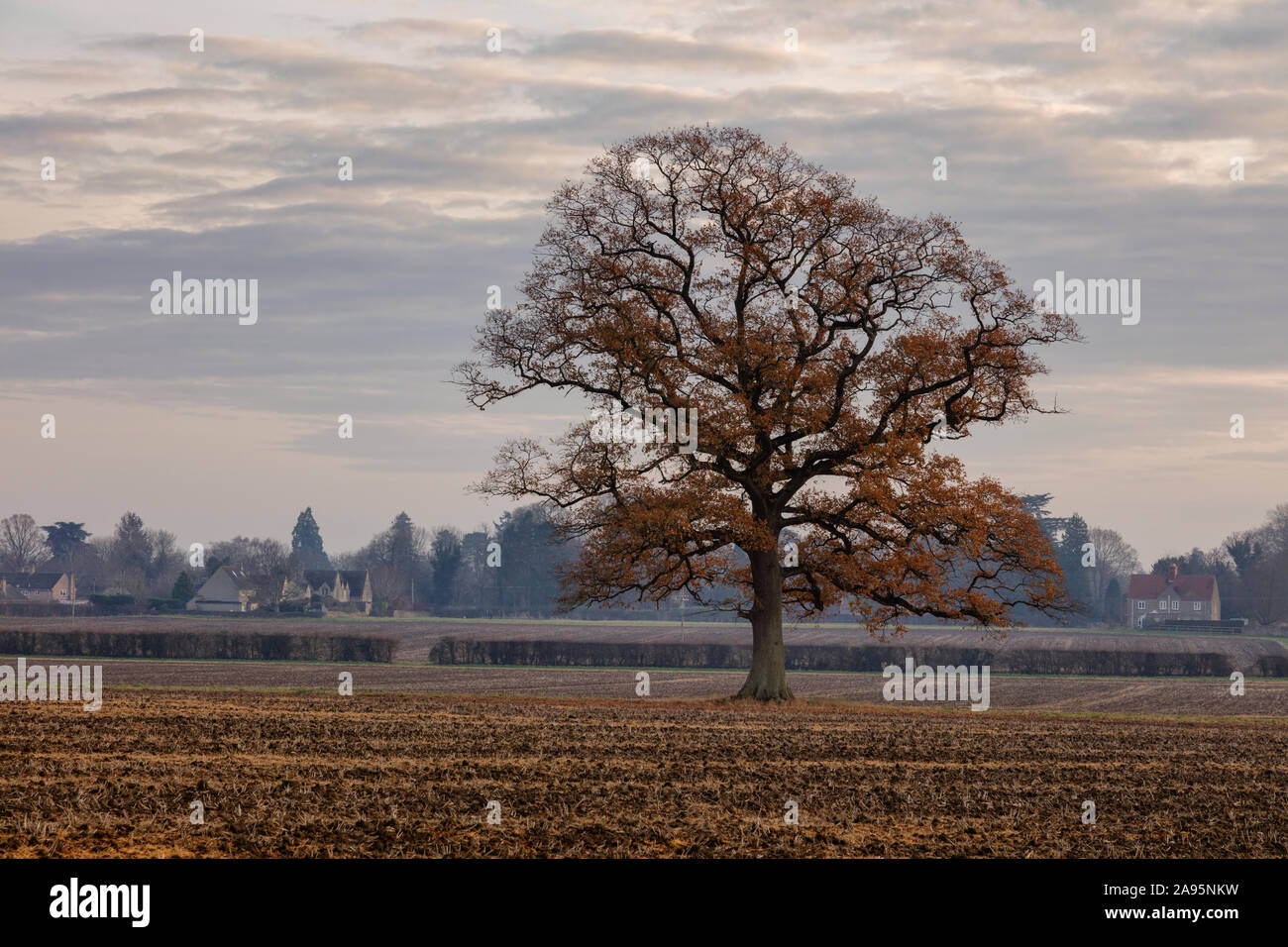 Lone autumn tree Stock Photo