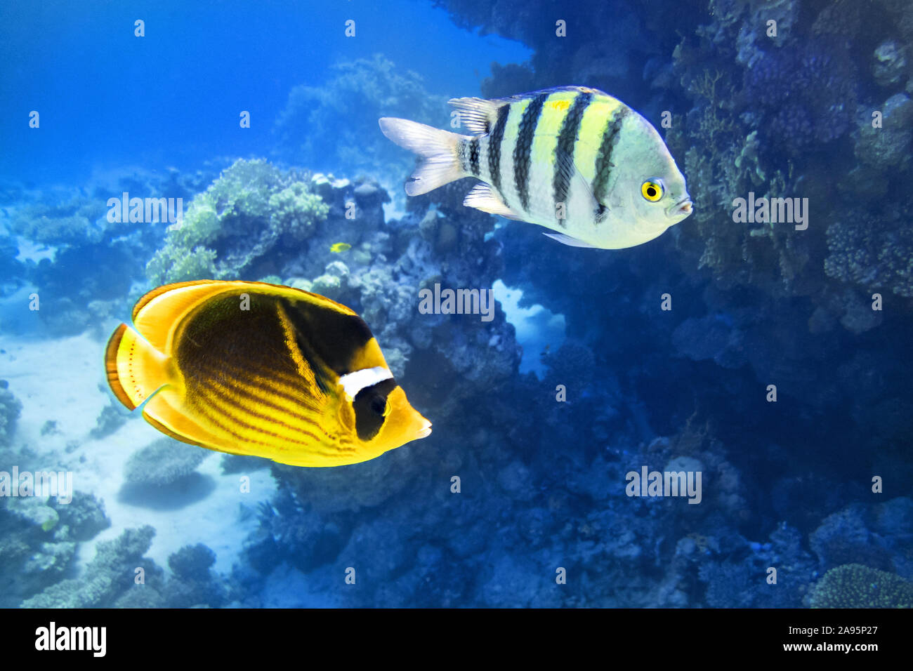 Tropical Fish In The Ocean. Raccoon Butterflyfish And Scissortail Sergeant. Colorful Beauty Stripped Saltwater Fish In The Sea Near Coral Reef. Stock Photo