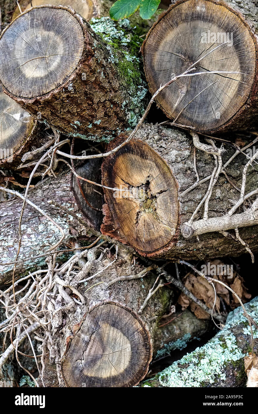 Tree growth rings exposed in a stack of sawn logs. Stock Photo