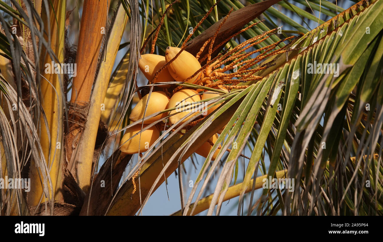 Coconut Palm Tree, Beach, Negombo, Western Province, Sri Lanka Stock Photo Alamy
