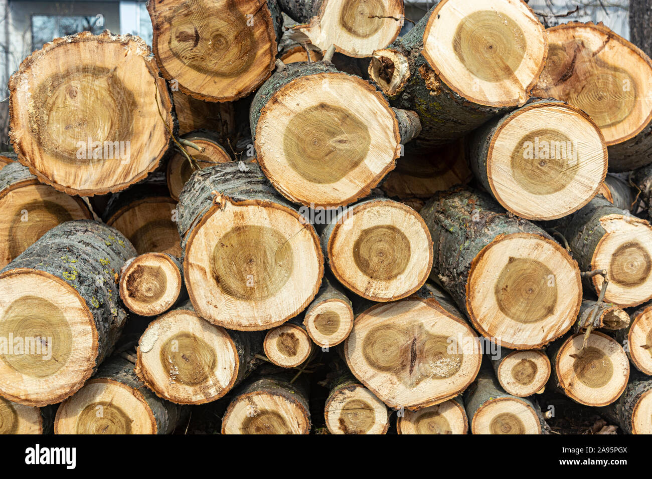 Tree Rong's Texture texture of felled trees. texture of the tree ring close up Stock Photo ...
