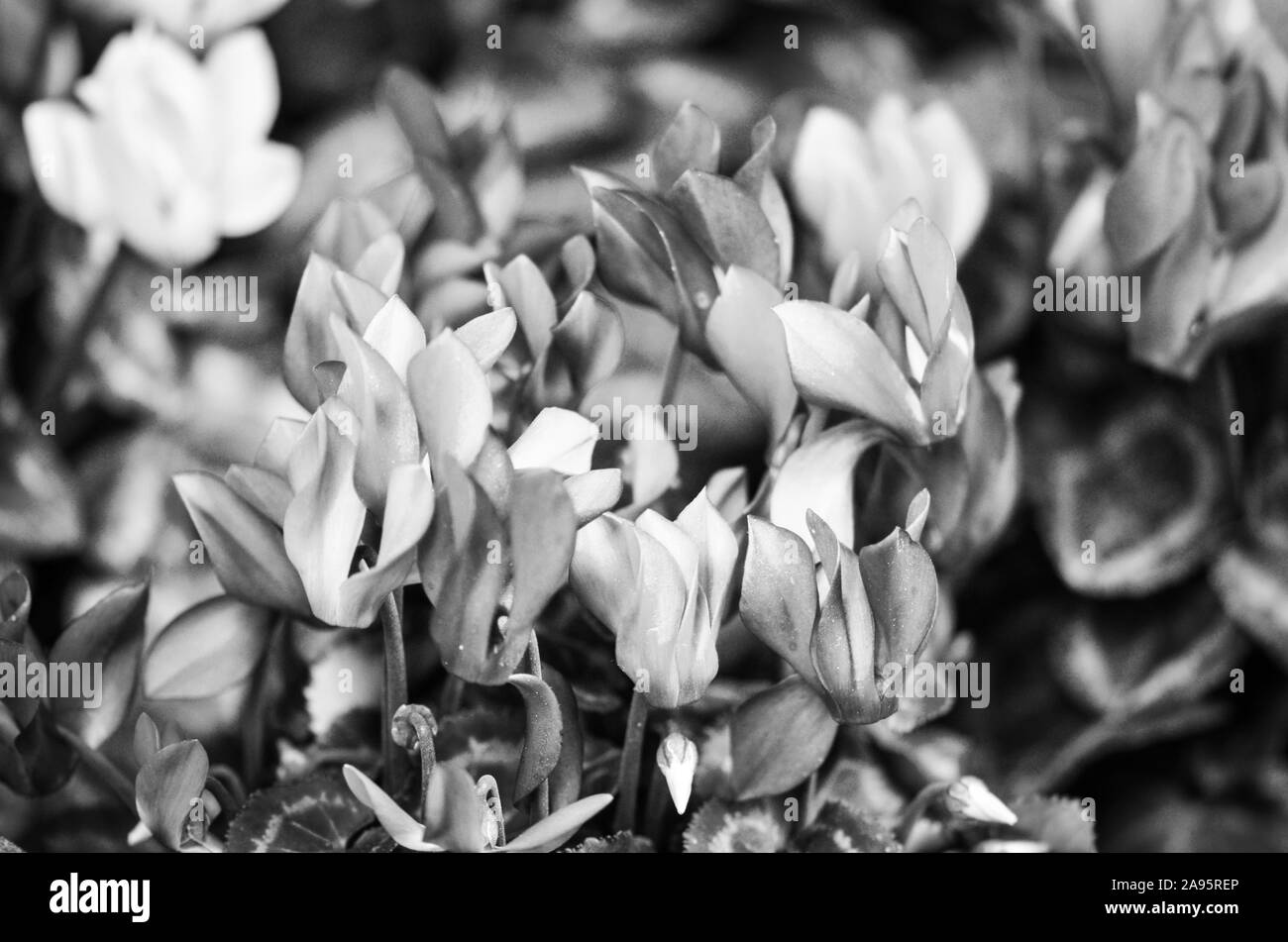 natural summer flowers close up view Stock Photo Alamy