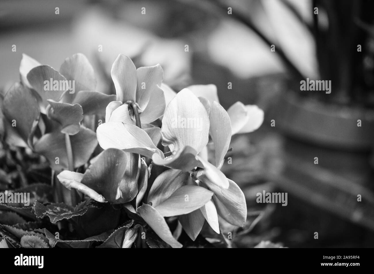 Light blue background yellow flowers Black and White Stock Photos ...