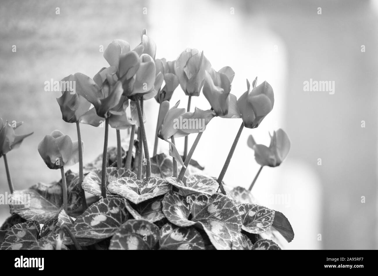 natural summer flowers close up view Stock Photo Alamy