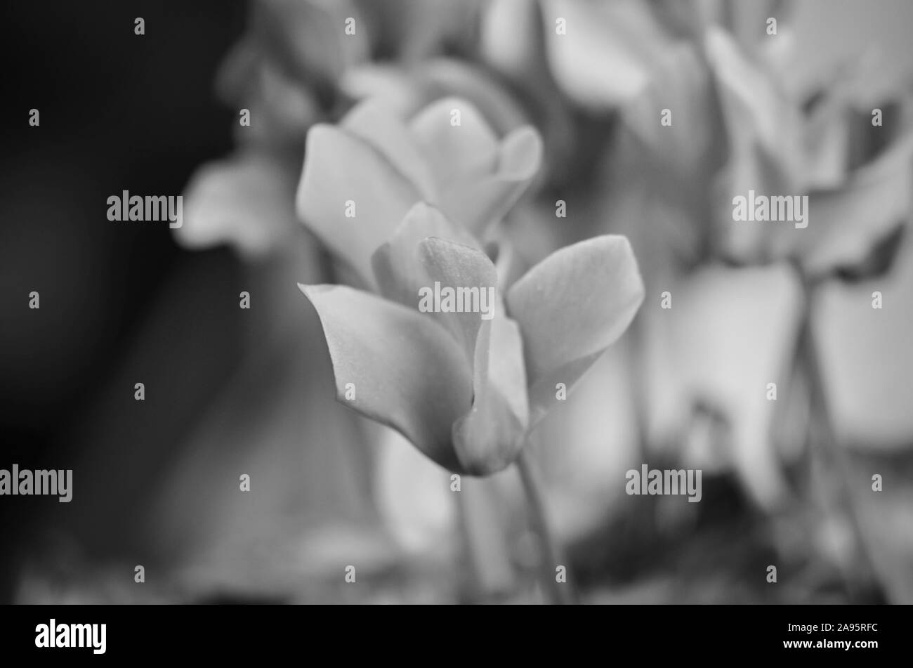 natural summer flowers close up view Stock Photo Alamy