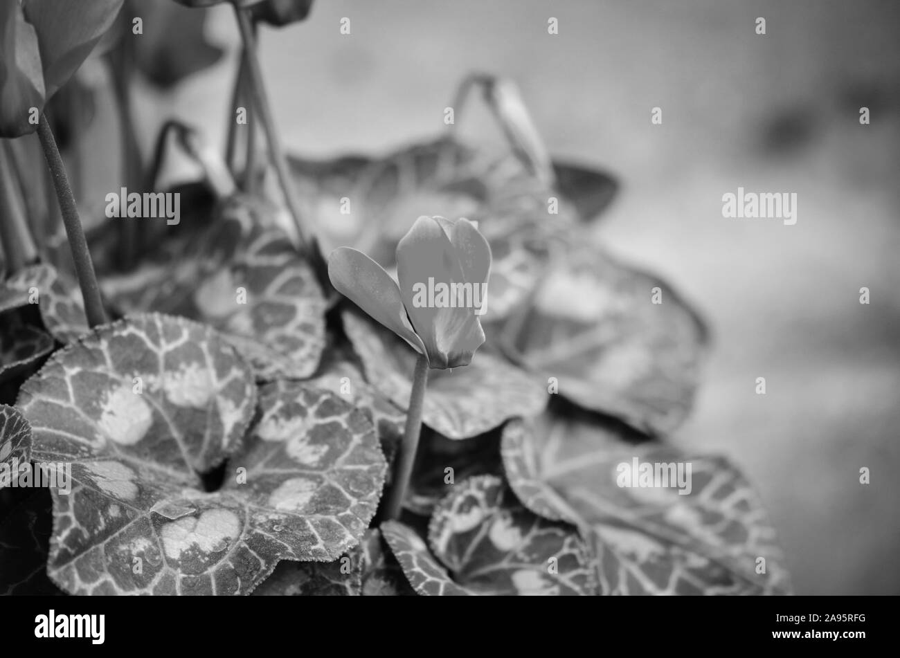 natural summer flowers close up view Stock Photo Alamy