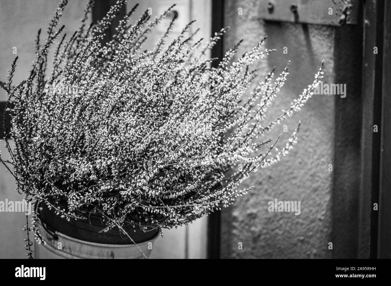 natural summer flowers close up view Stock Photo Alamy