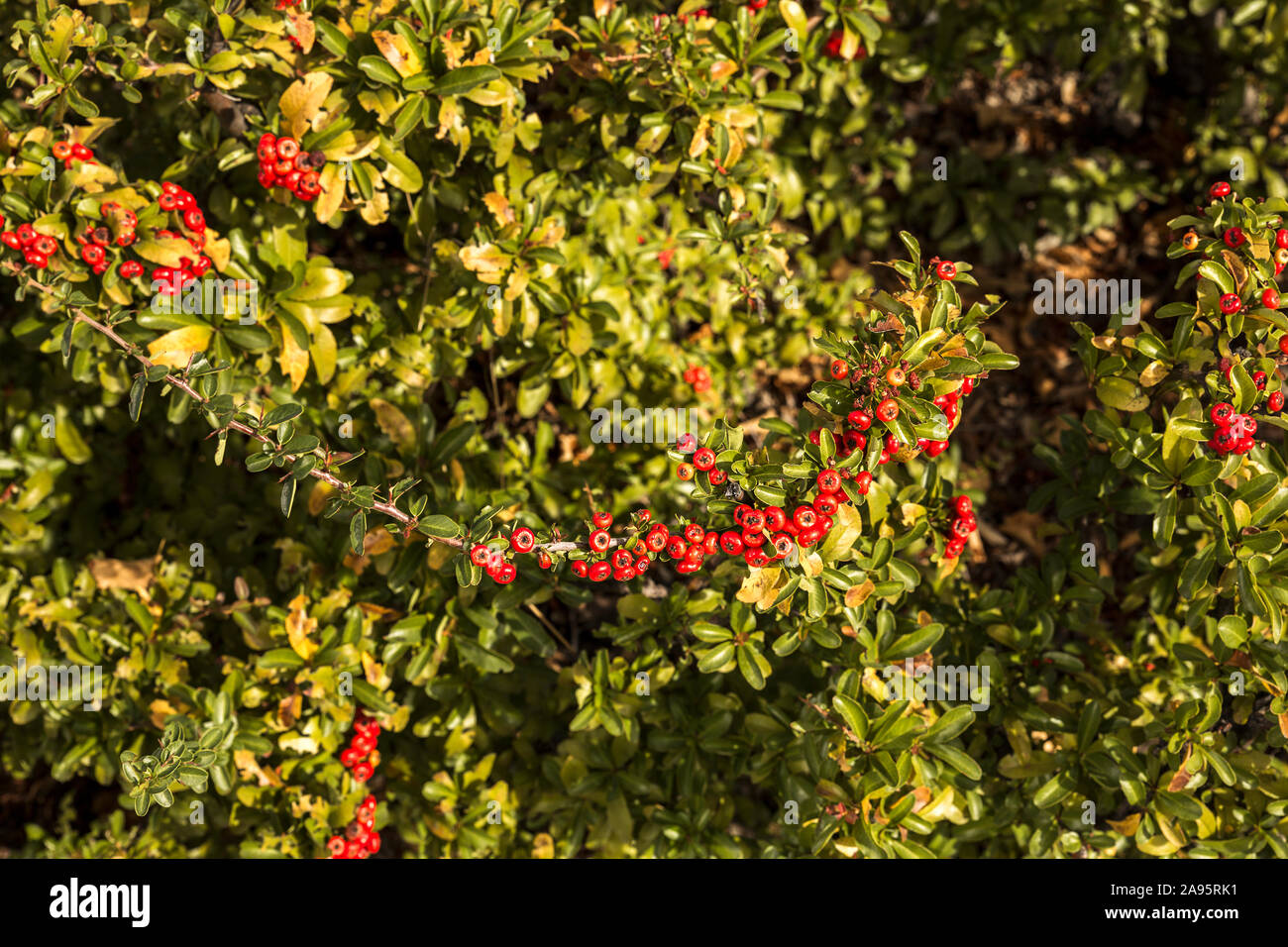 small red fruits in plant aucuba japonica plant Stock Photo