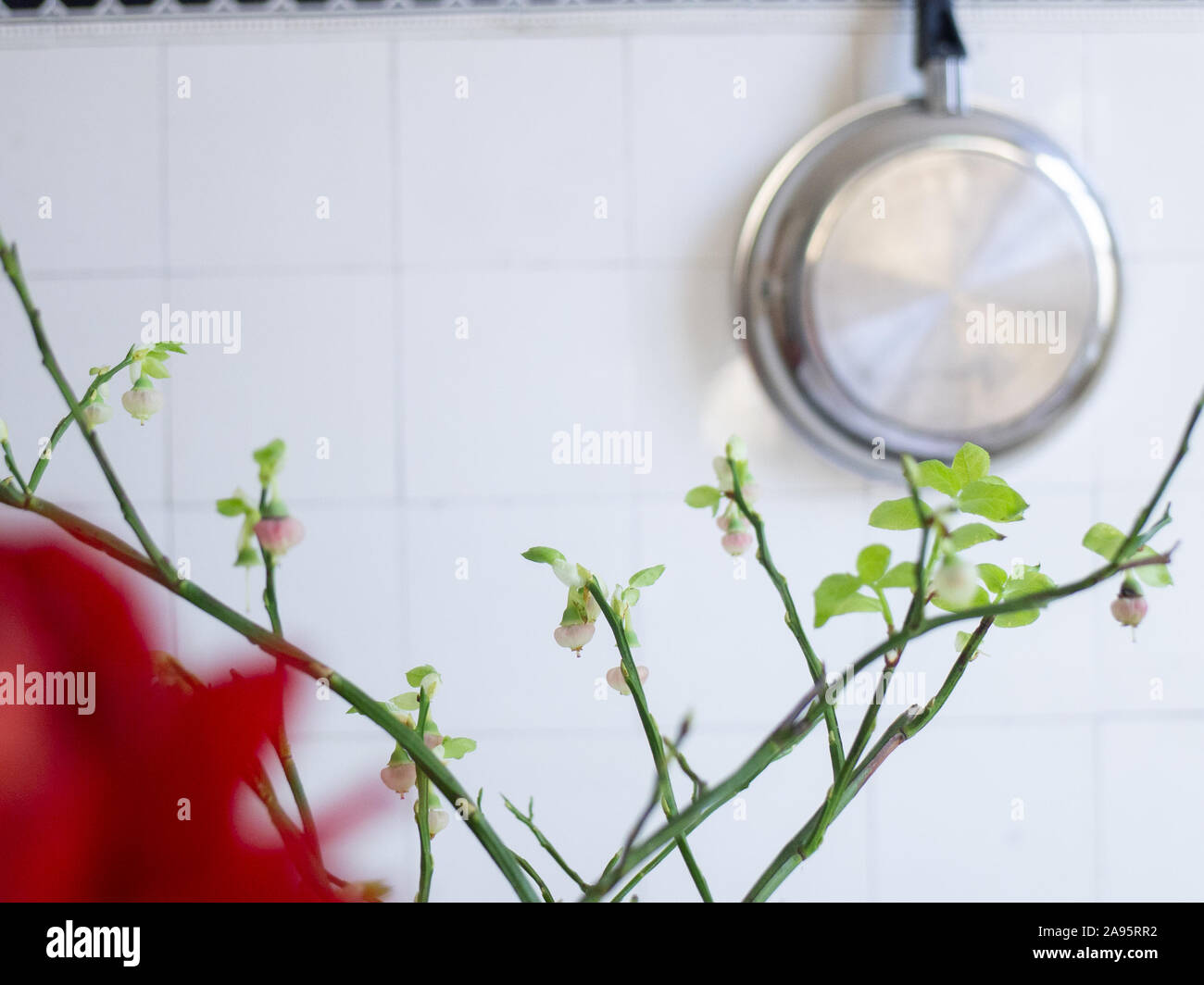 Blume in der Küche Stock Photo