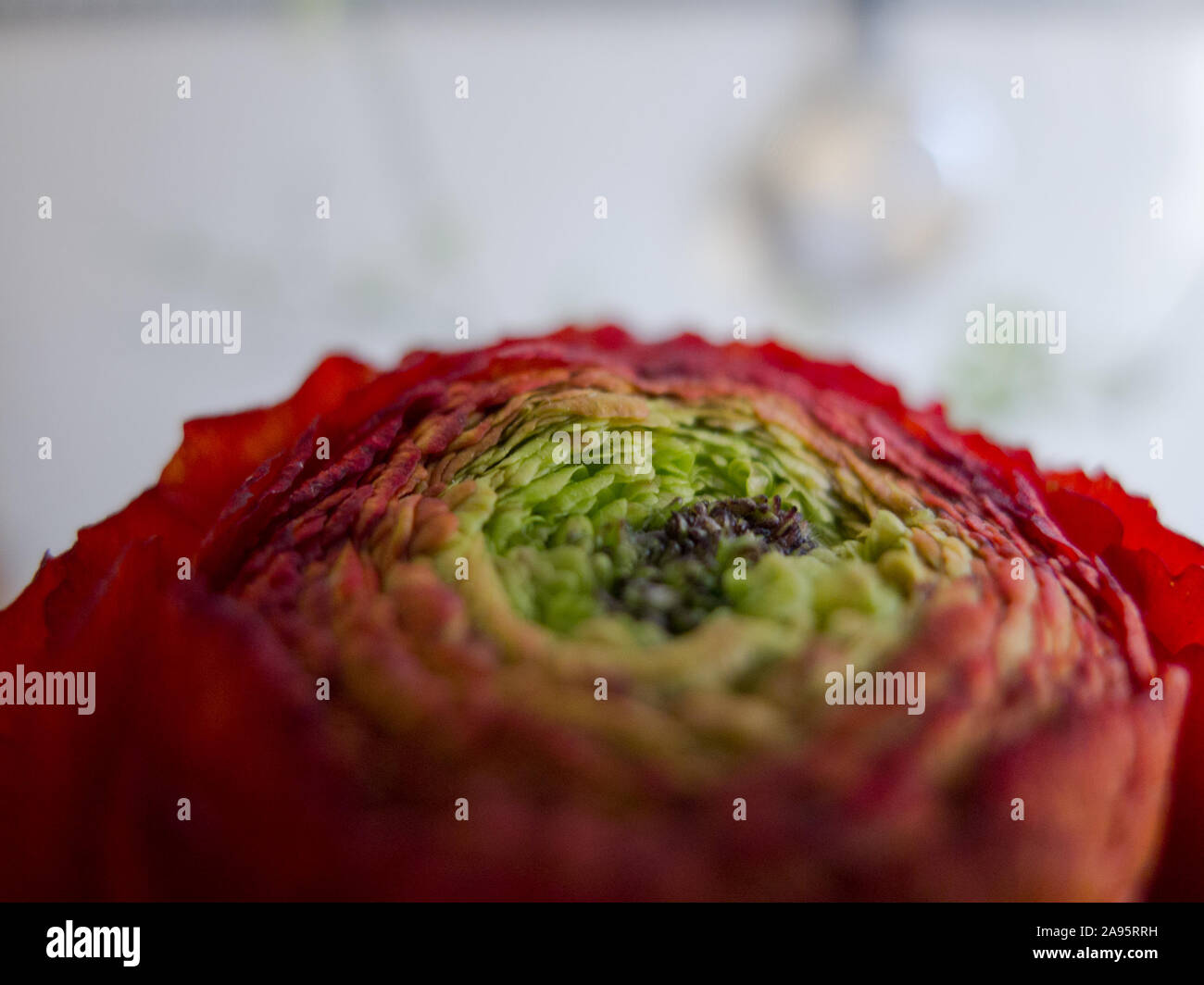 Blume in der Küche Stock Photo