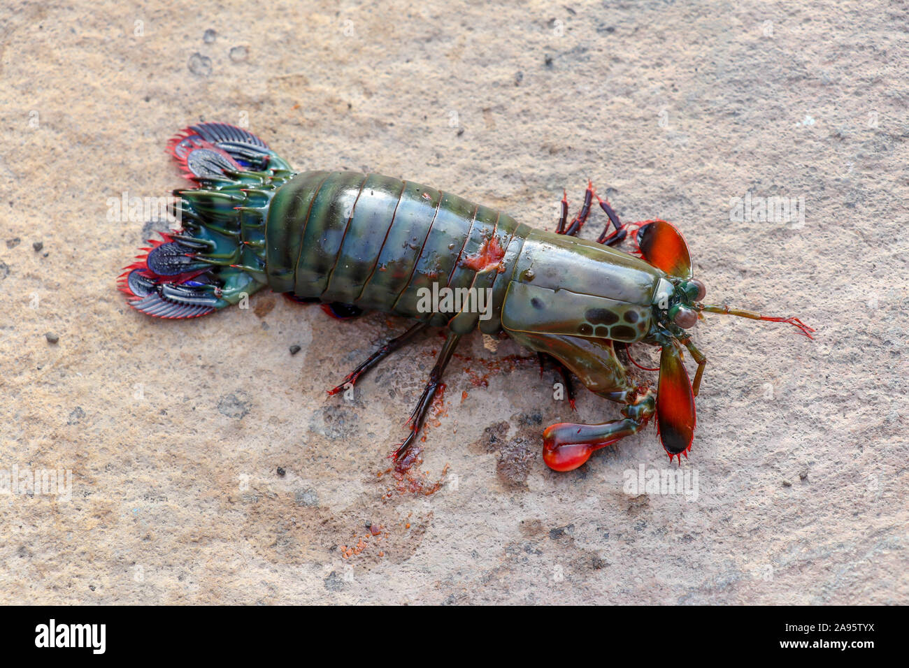Colorful sea crustacean with dark green back and colorful tail Odontodactylus scyllarus, peacock or clown mantis shrimp on yellow stone. Top view. Stock Photo