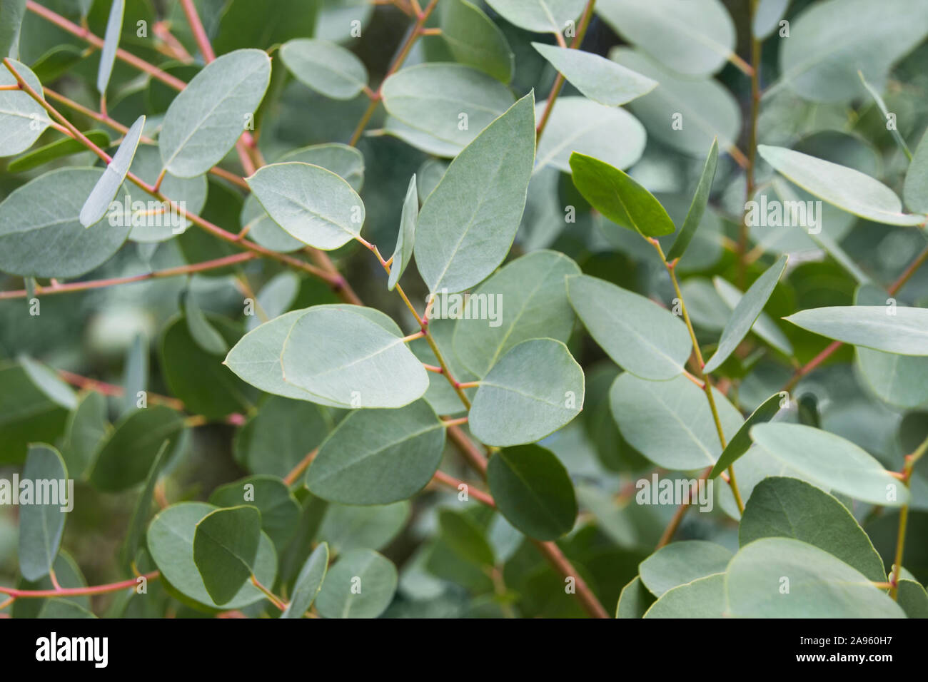 Eucalyptus Tree Leaves