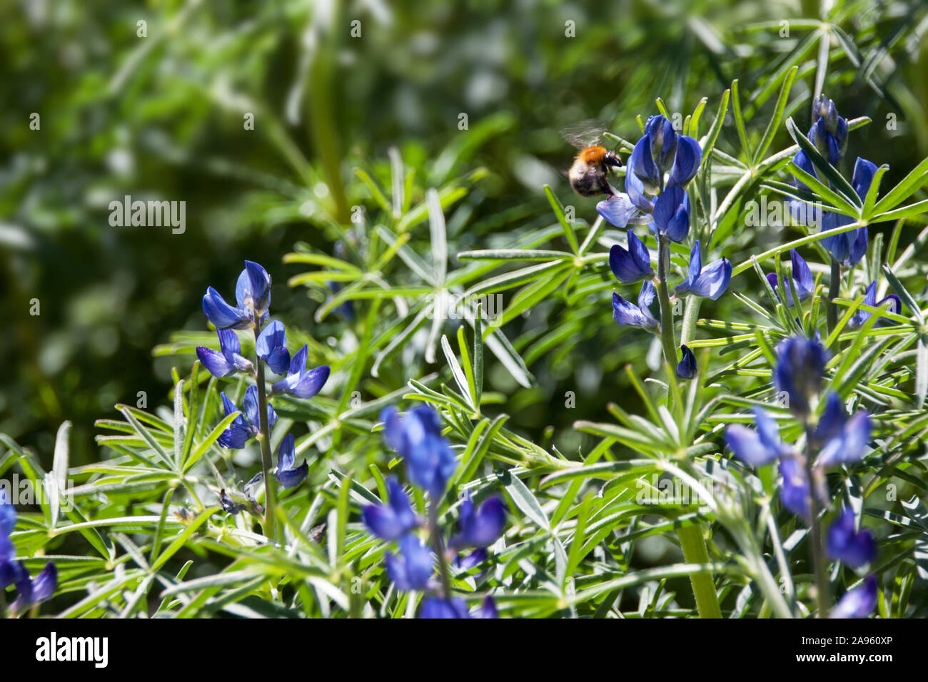Narrow lupine hi-res stock photography and images - Alamy