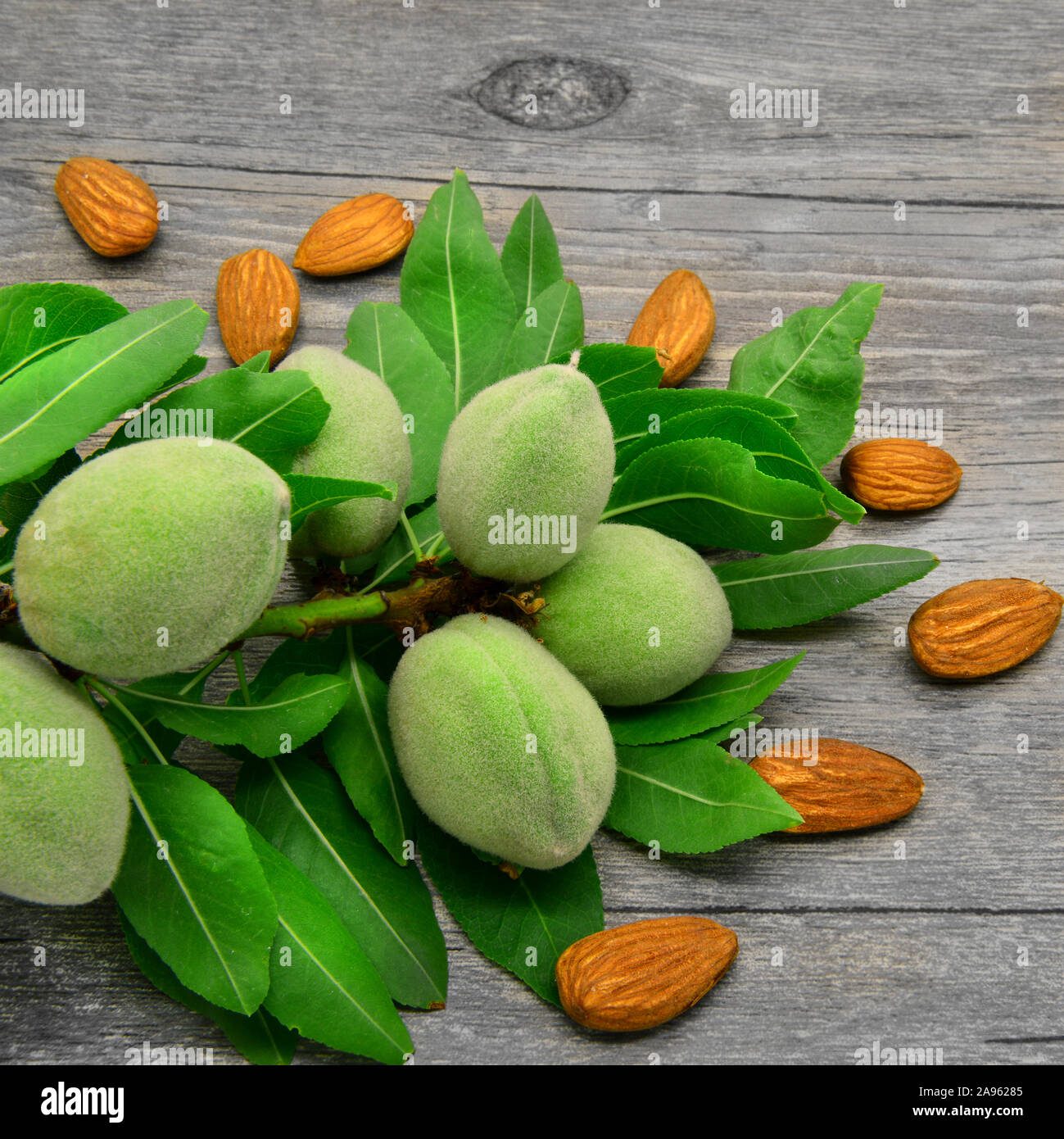 Fresh almond branch with almond kernels. Stock Photo