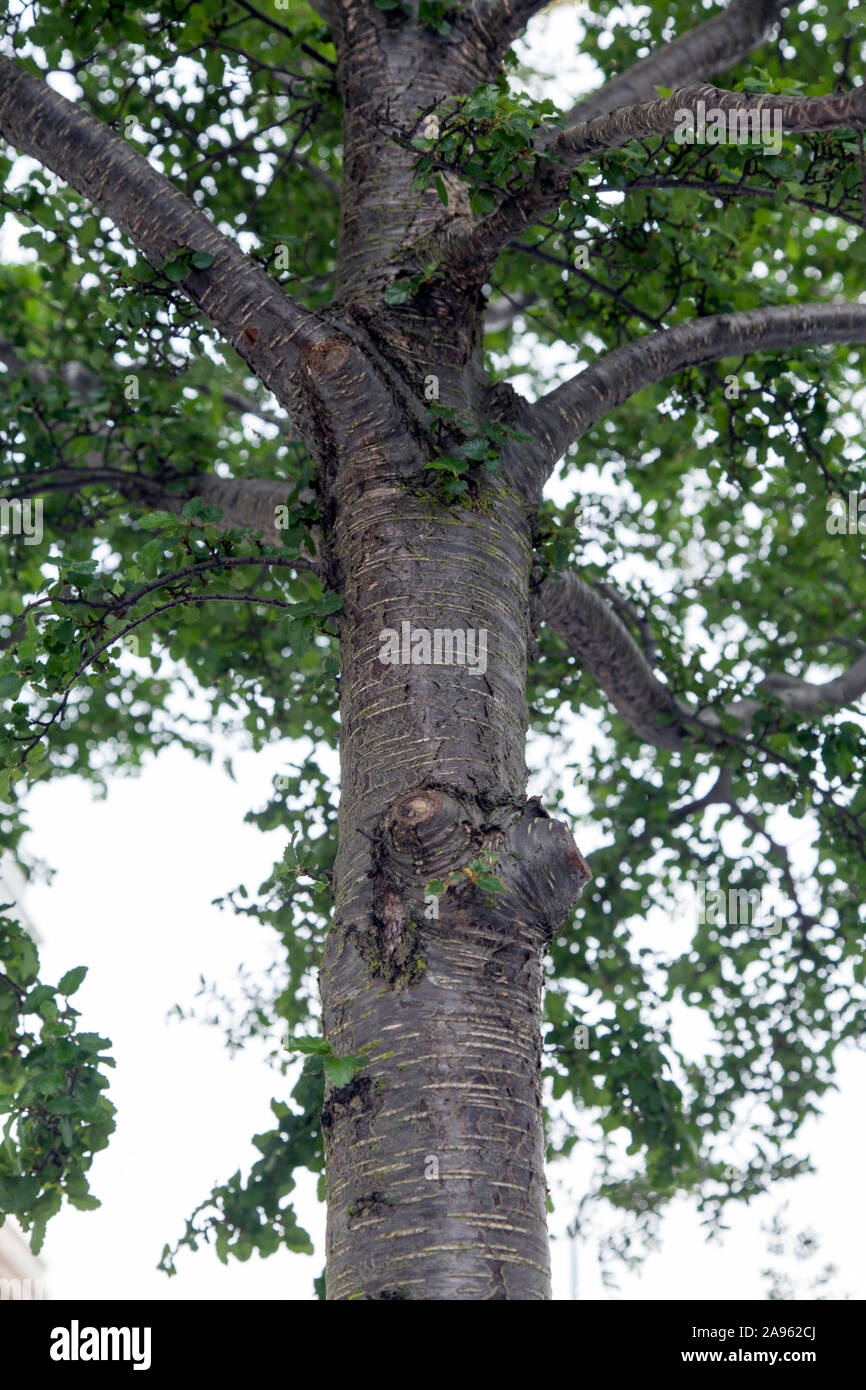 Bark details of a Southern beech, or cinnamon birch (Nothofagus antarctica) street tree, Hackney, London Stock Photo