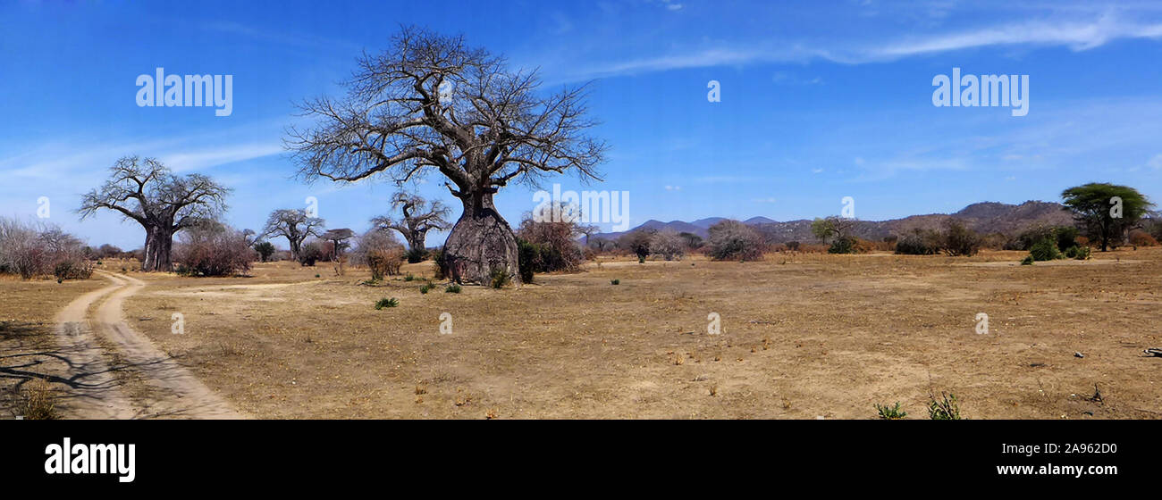 Just below the western escarpment in Ruaha National Park, the dry bush land opens up and the area has many spectacular ancient baobab trees. Stock Photo