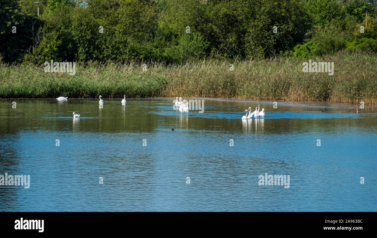 Swans finding refreshment by swimming in a pond in the sun. Stock Photo