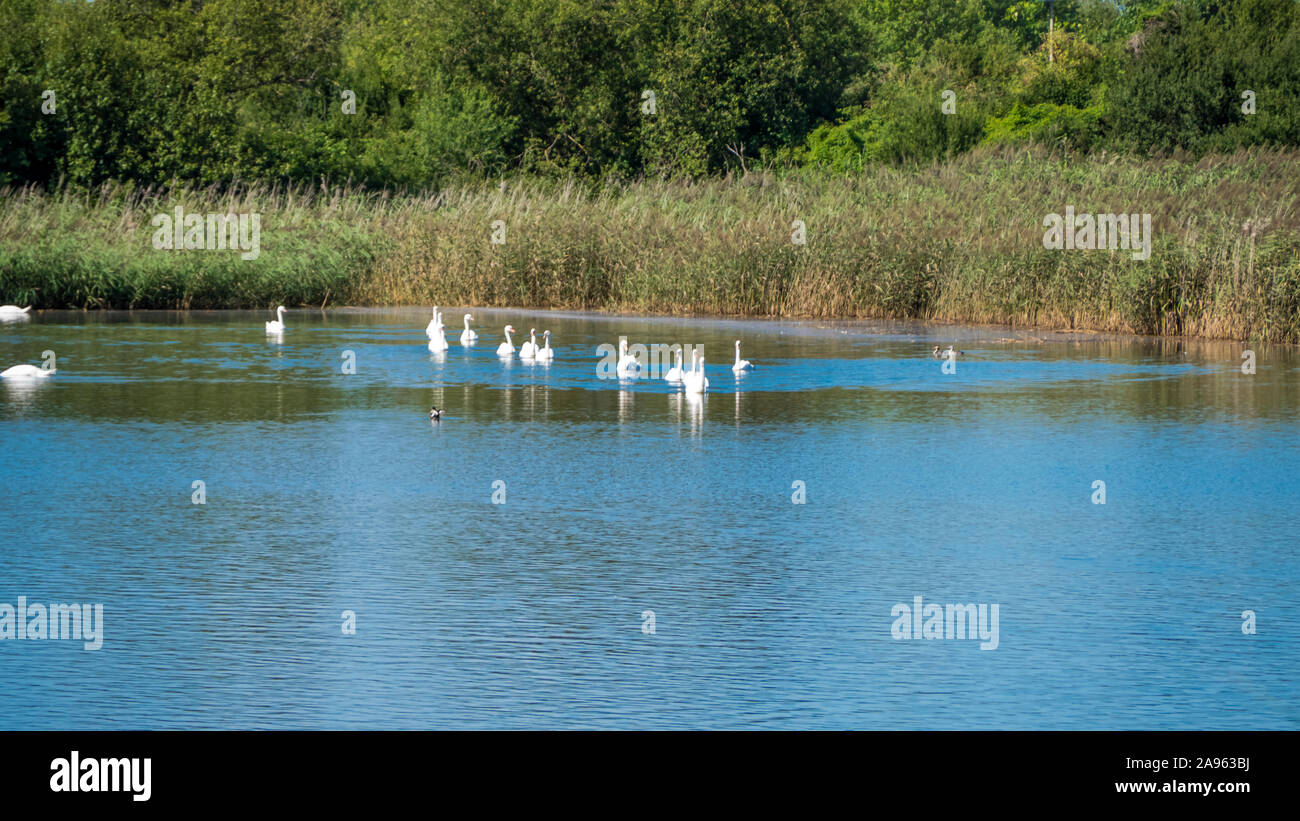 Swans finding refreshment by swimming in a pond in the sun. Stock Photo