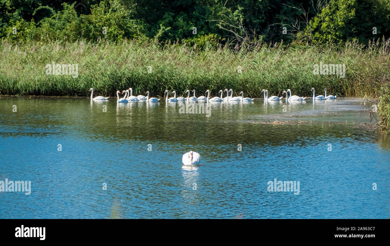 Lone dominant swan that keeps the flock at a distance, everyone is swimming in a pond in the sun. Stock Photo