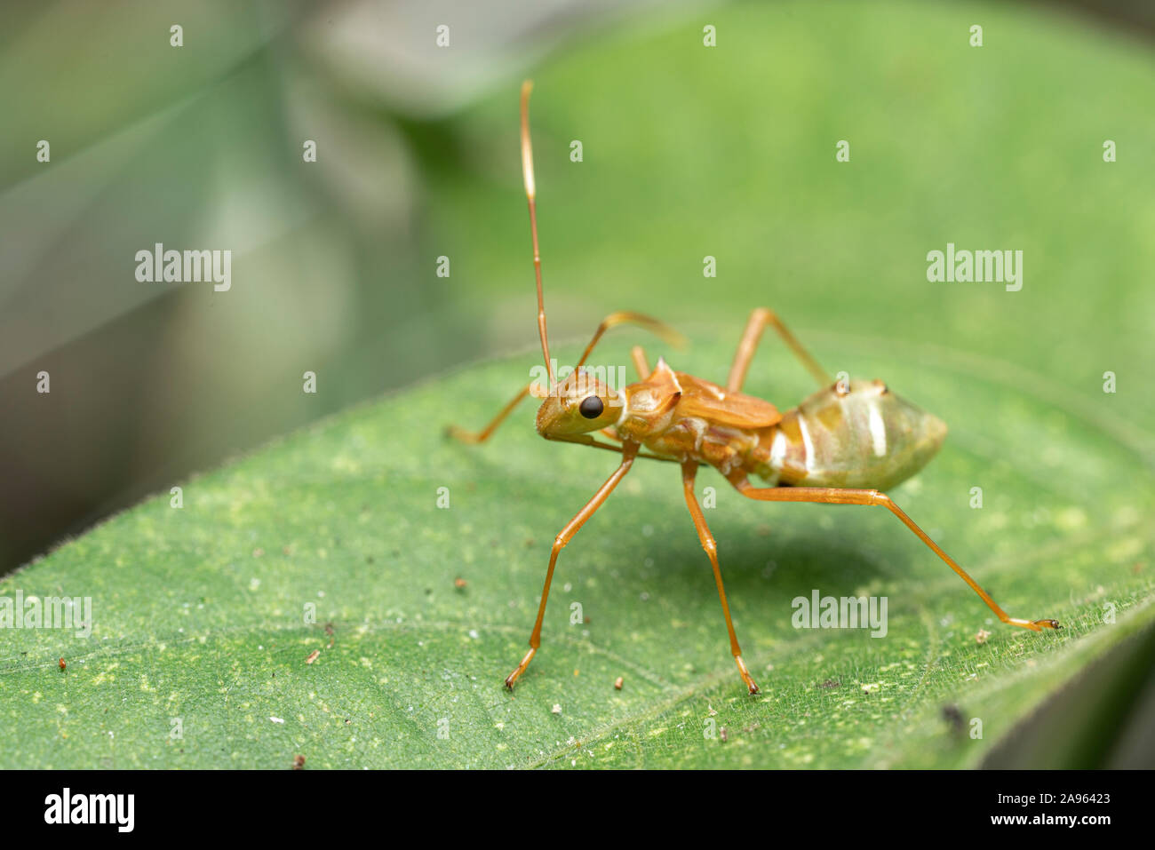 Juvenile Riptortus serripes, a pod-sucking bug that mimics green weaver  ants Stock Photo - Alamy