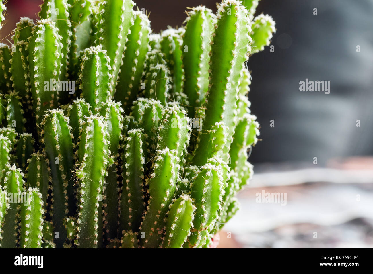 large decorative green cactus with small needles Stock Photo