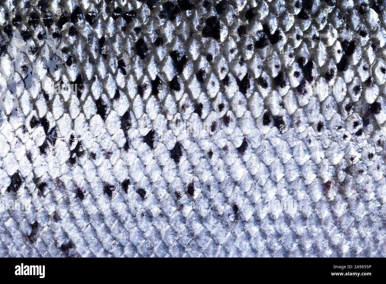 Pattern texture of salmon skin. Macro shot salmon skin surface texture