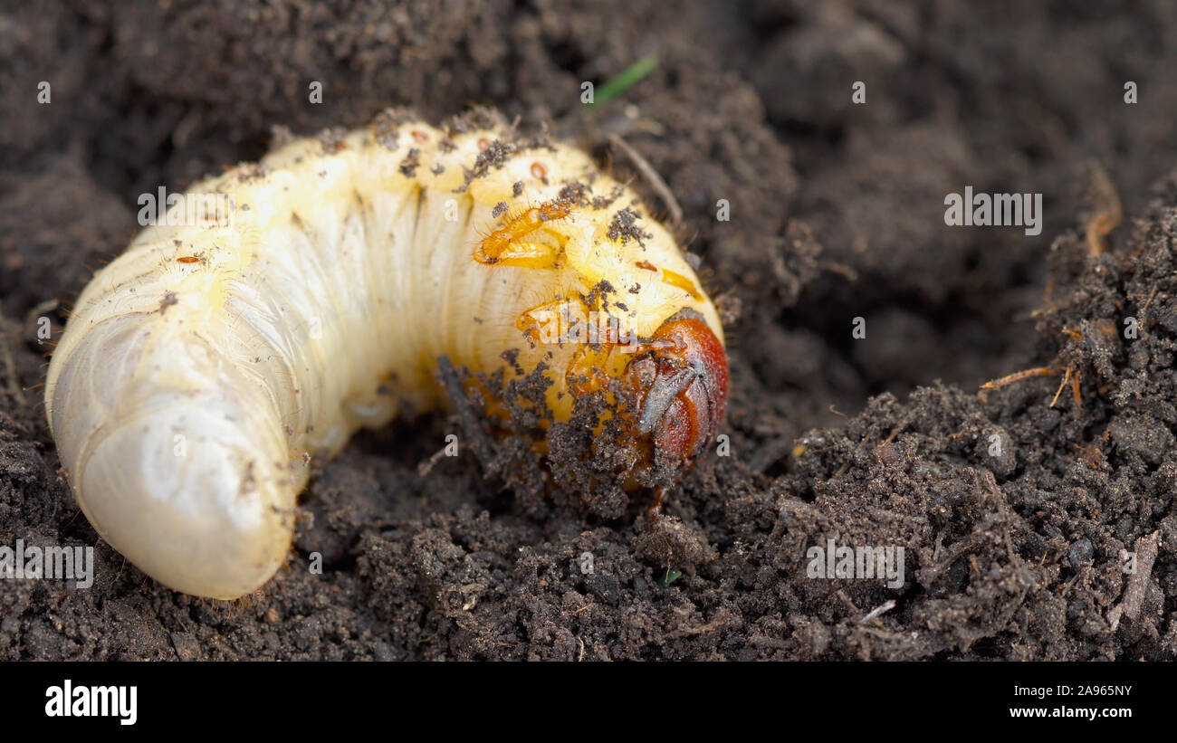 Beetle larva in soil Stock Photo