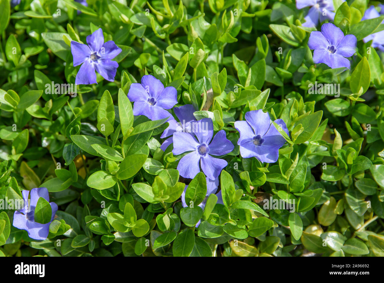 Kleines Immergrün (Vinca minor 'Marie' Stock Photo Alamy